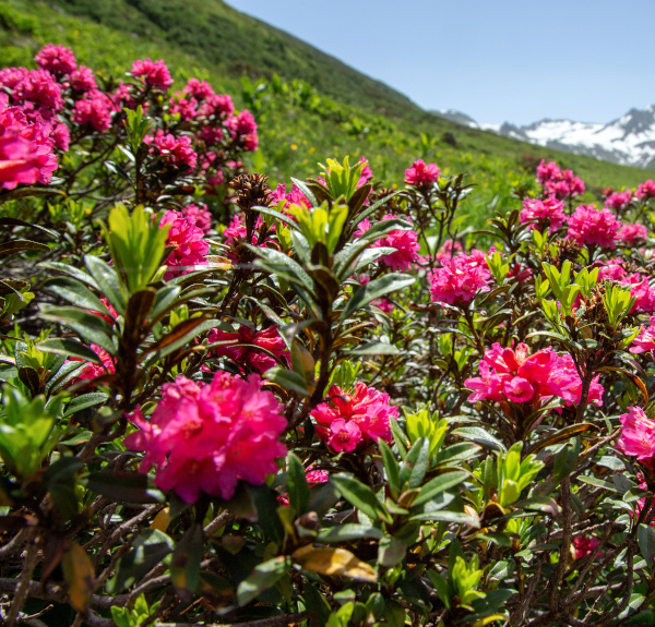 Blühende Alpenrosen - Detailfoto - Hotel Terentnerhof