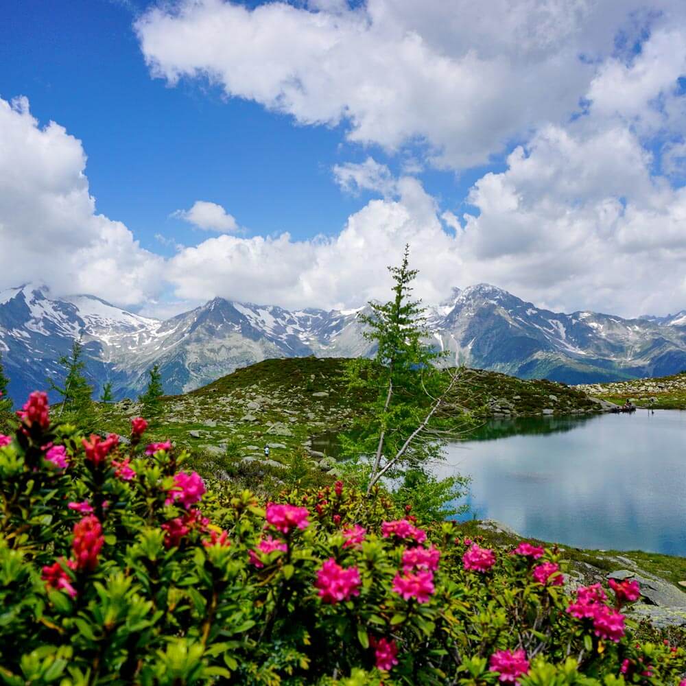 Alpenrosen - Klaussee mit Panorama - Hotel Terentnerhof