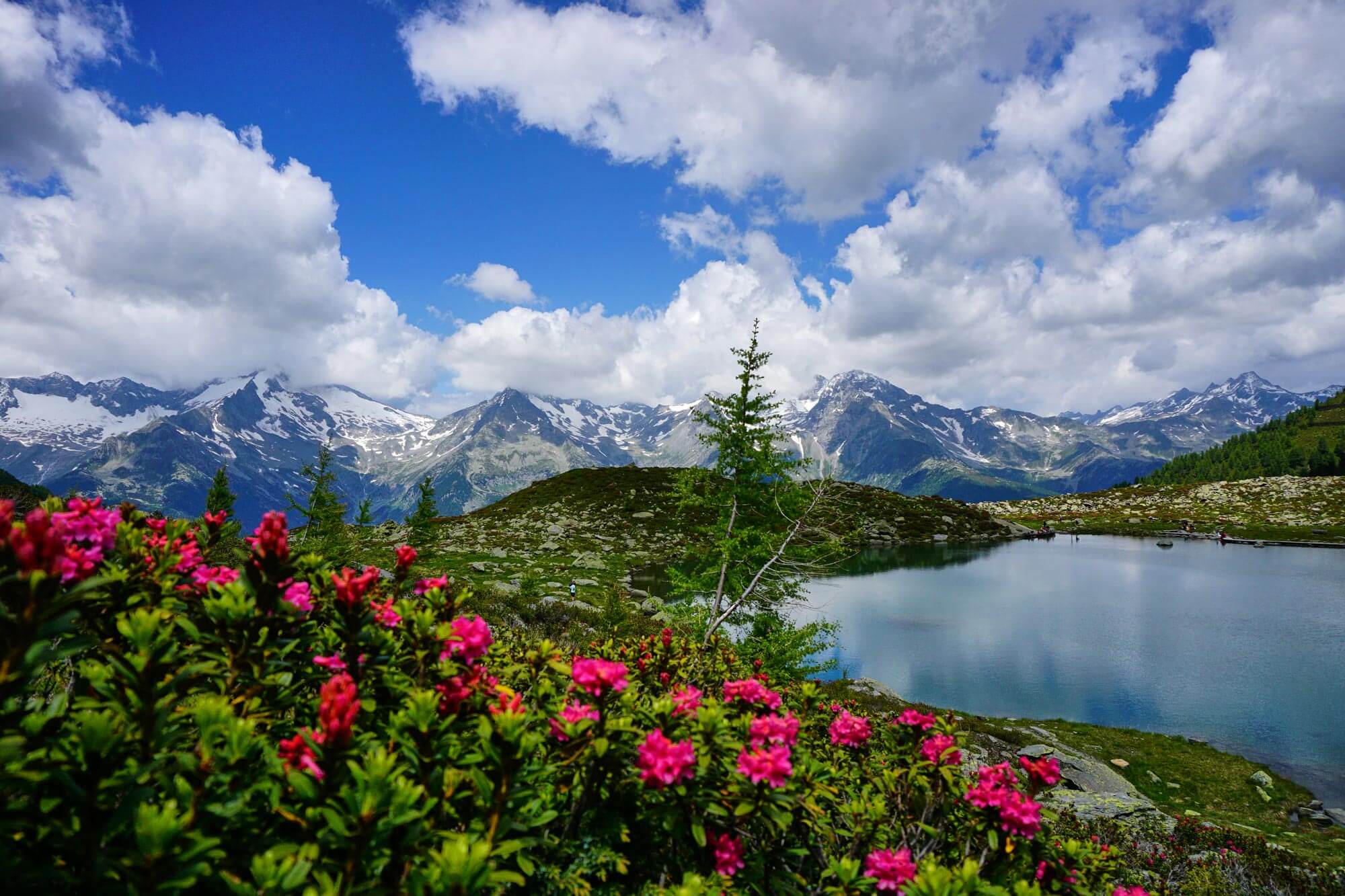 Alpenrosen - Klaussee mit Panorama - Querformat - Hotel Terentnerhof
