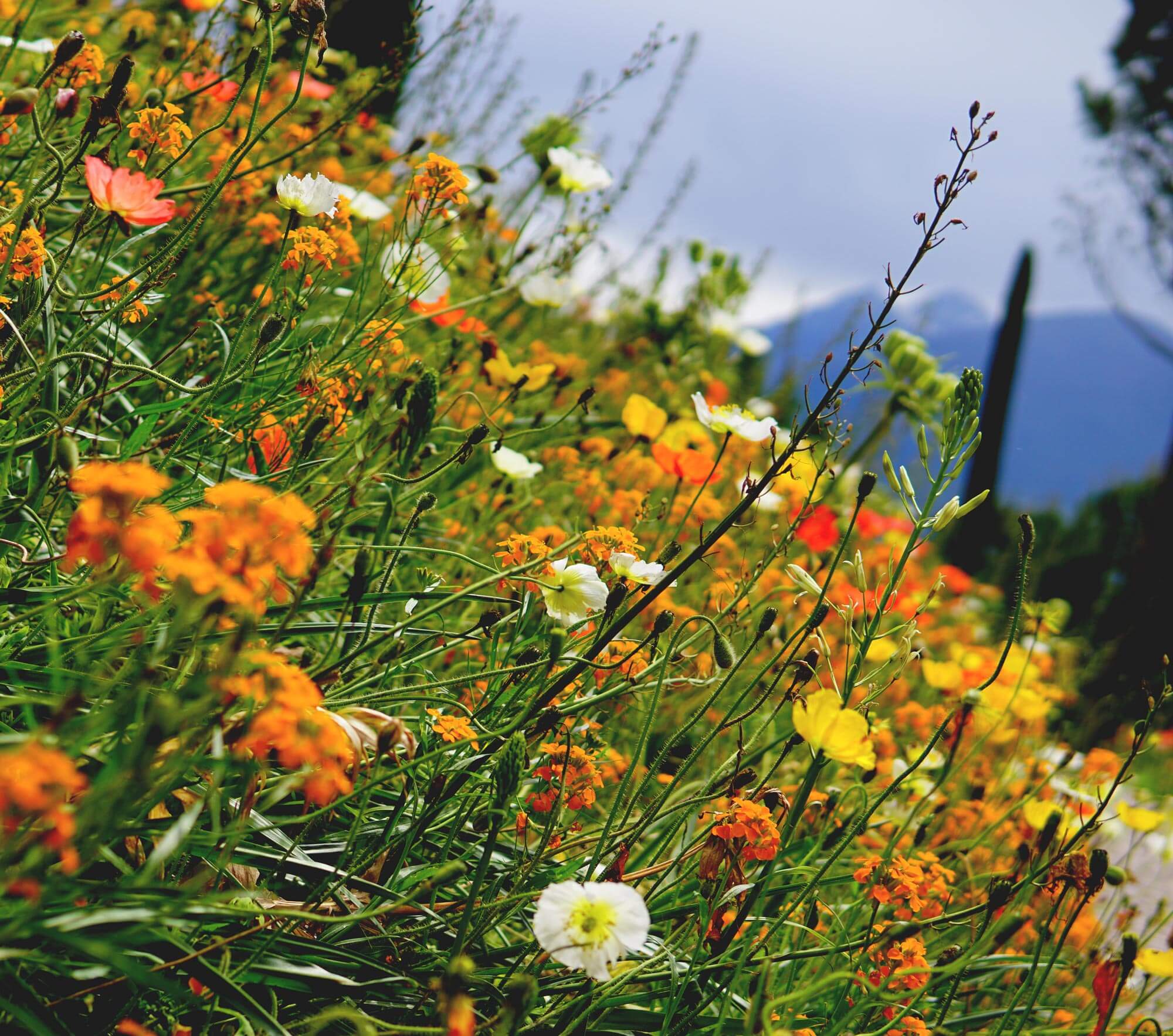 Schloss Trautmannsdorf- Blumenfeld - Hotel Terentnerhof