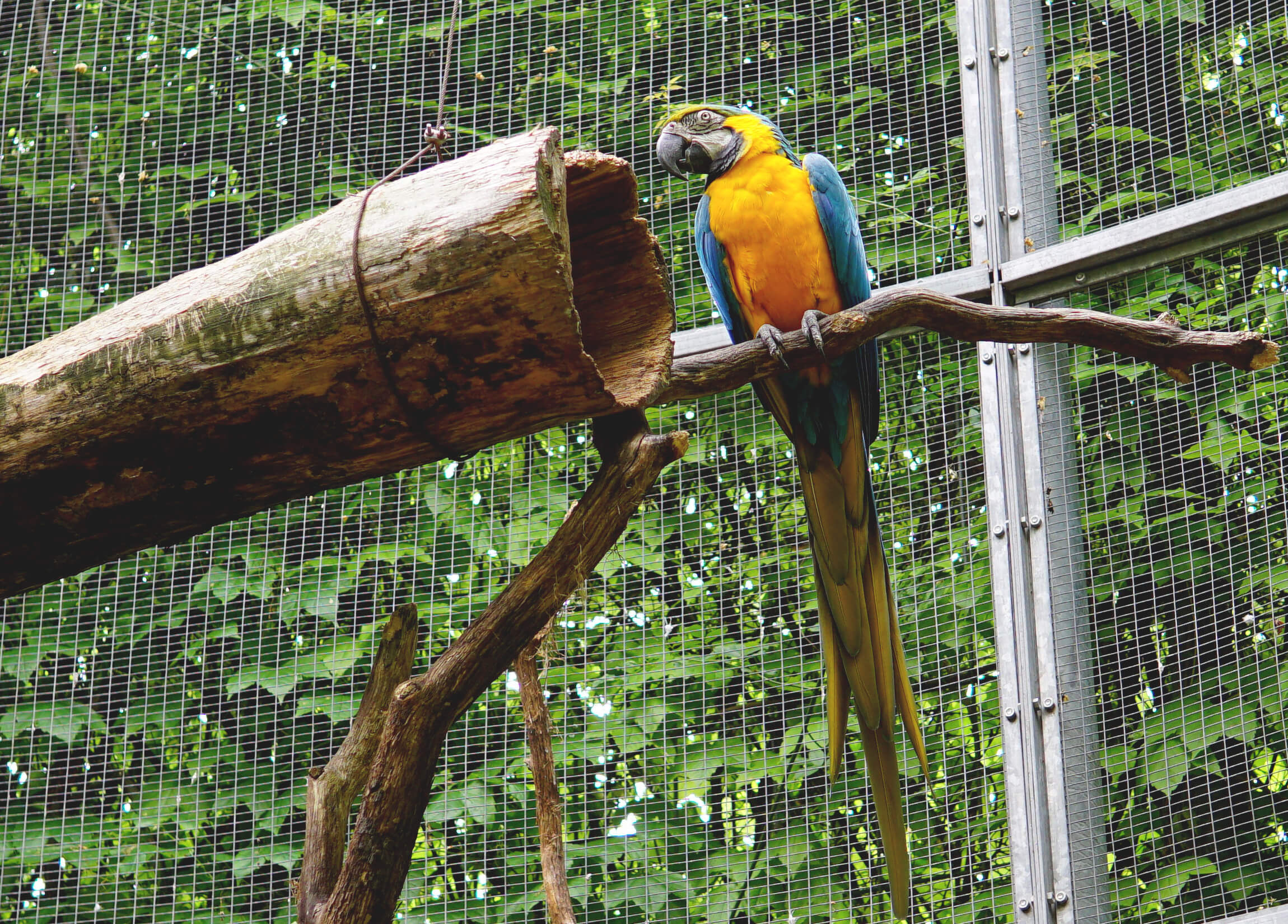 Schloss Trautmannsdorf - Papagei Gehege - Hotel Terentnerhof