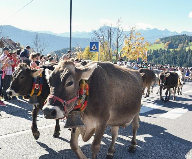 Umzug mit Kühe - Hotel Terentnerhof