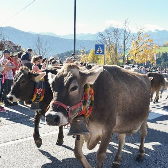 Kühe beim Terner Almabtrieb - Hotel Terentnerhof