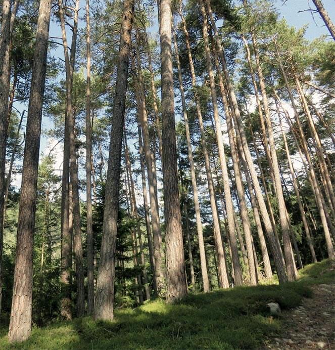 Bäume im Wald - Guggenschlössl - Hotel Terentnerhof