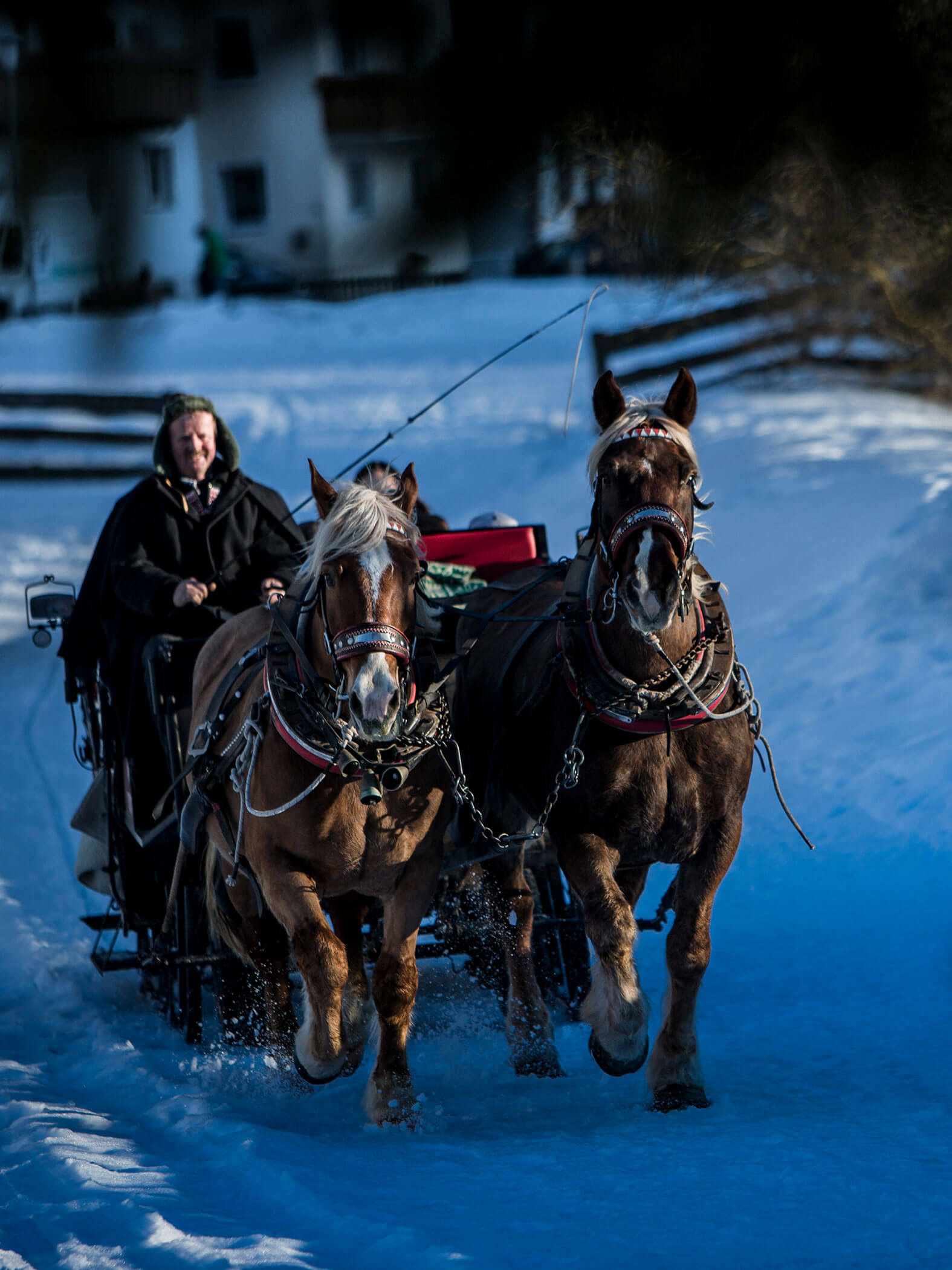 Carriage with horses in winter - Hotel Terentnerhof